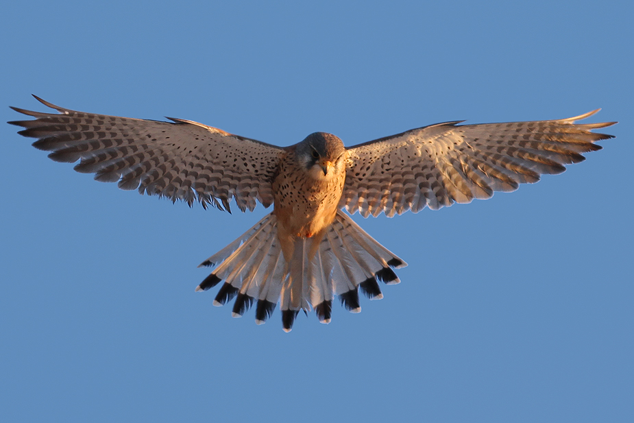 Fugl-Falco tinnunculus_4970