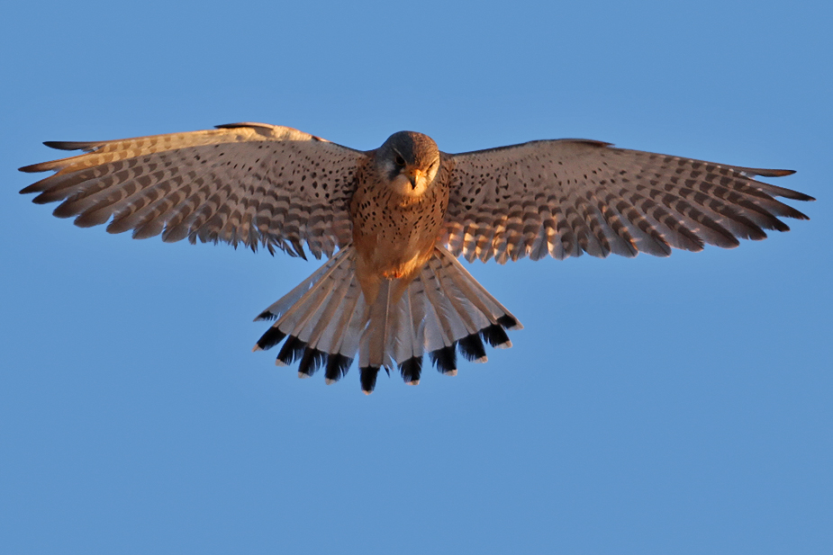 Fugl-Falco tinnunculus_4974