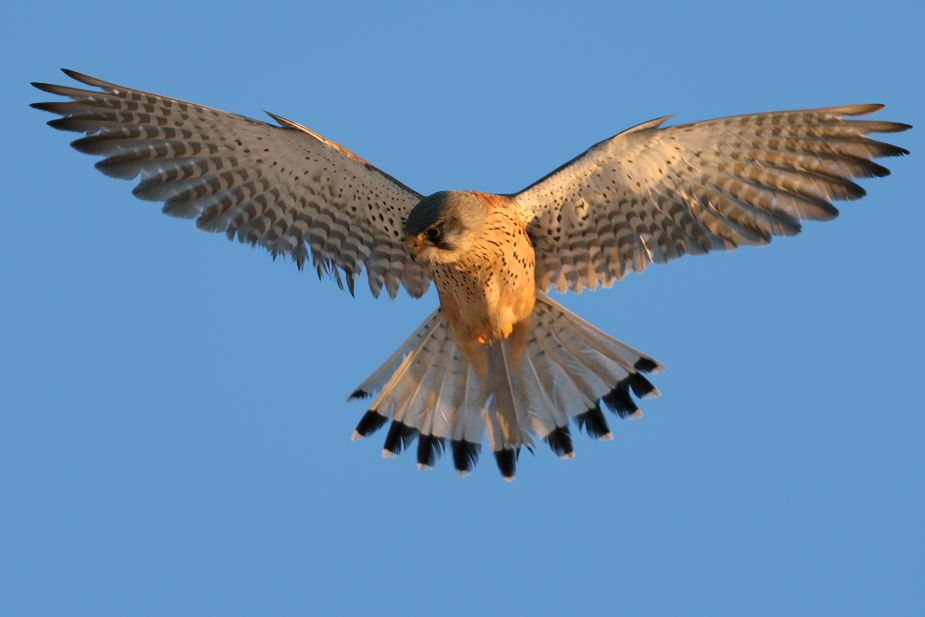 Fugl-Falco tinnunculus_5019