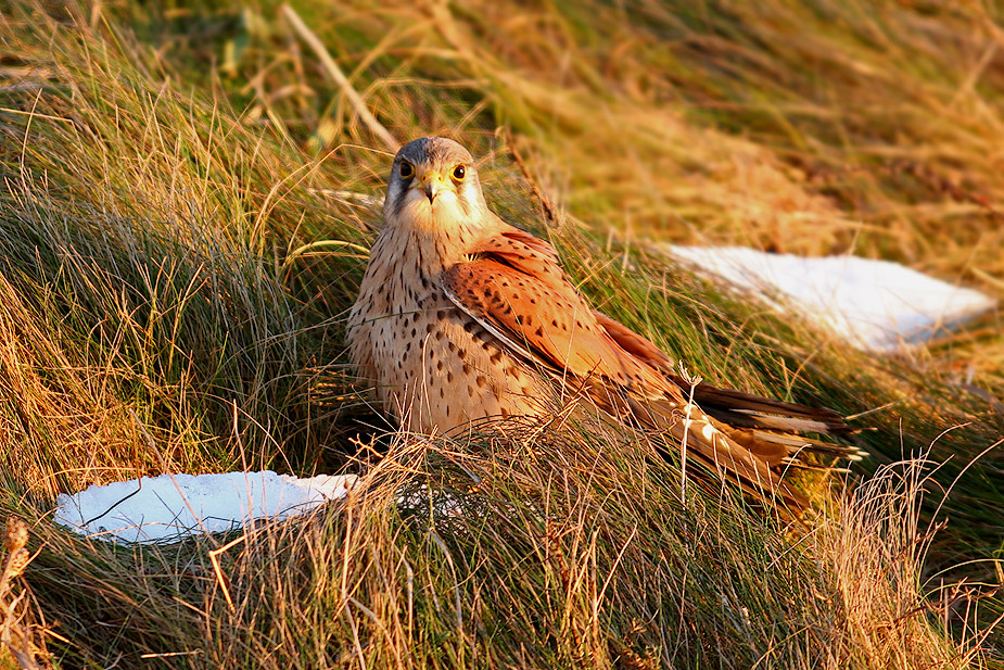 Fugl-Falco tinnunculus_5050