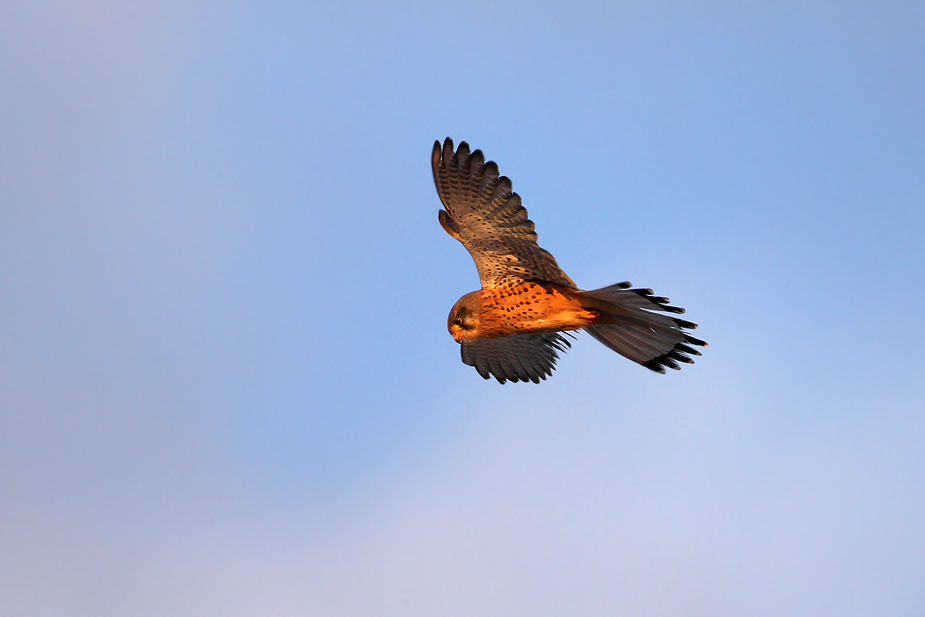 Fugl-Falco tinnunculus_5083