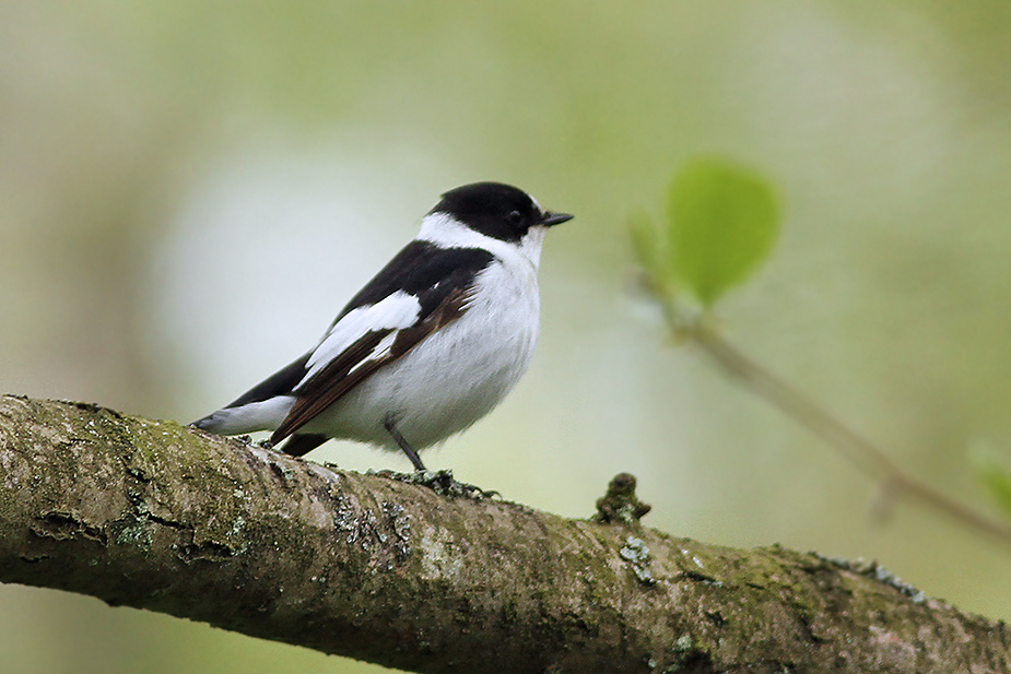 Fugl-Ficedula albicollis_3054