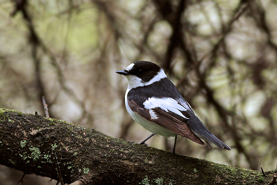 Fugl-Ficedula albicollis_3118