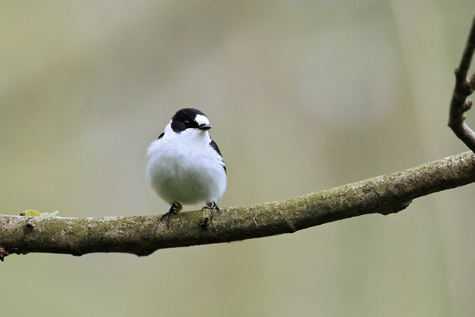 Fugl-Ficedula albicollis_3186