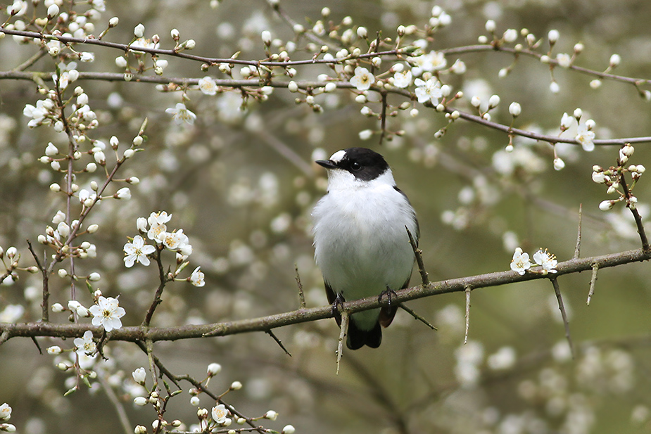 Fugl-Ficedula albicollis_3450