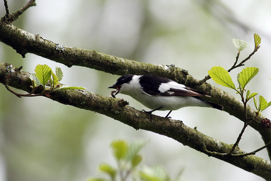 Fugl-Ficedula albicollis_3670