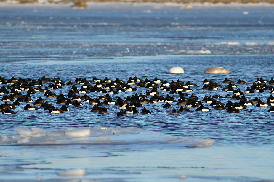 Fugl-Aythya fuligula_1325