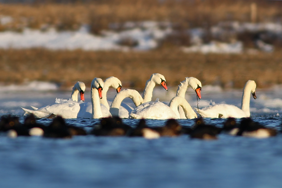 Fugl-Cygnus olor_1641