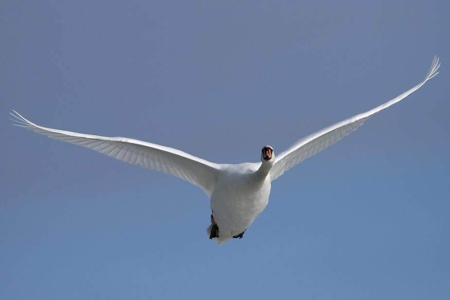 Fugl-Cygnus olor_1917