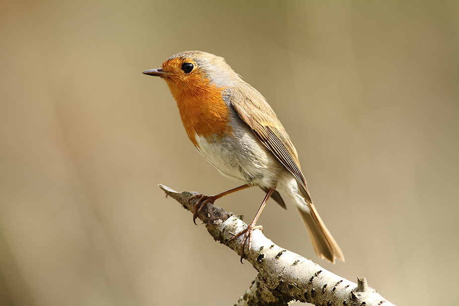 Fugl-Erithacus rubecula_1921
