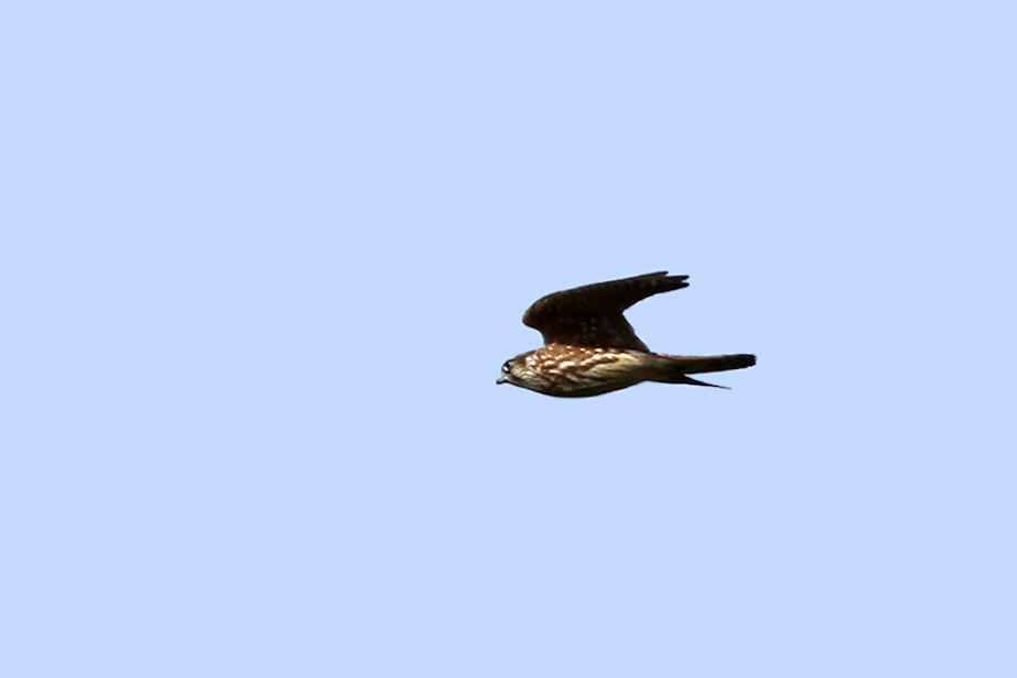 Fugl-Falco columbarius_2512