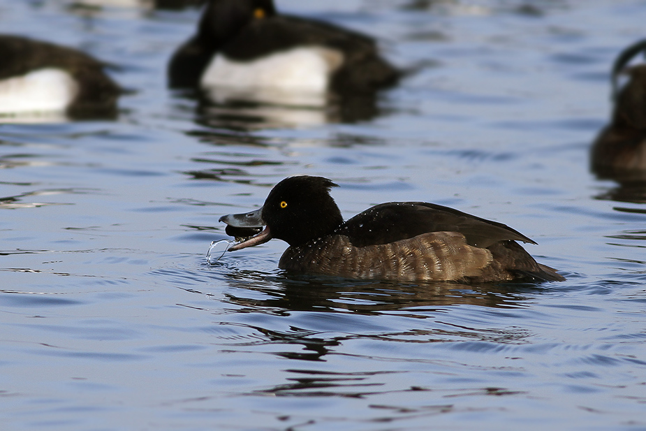 Aythya fuligula_2748