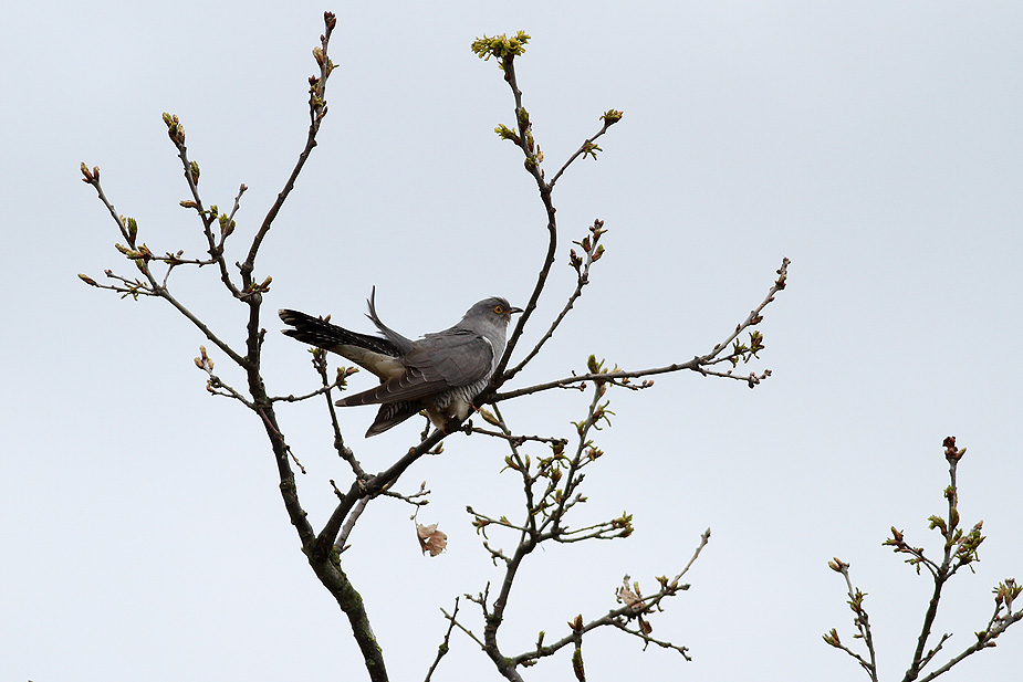 Fugl-Cuculus canorus_4168