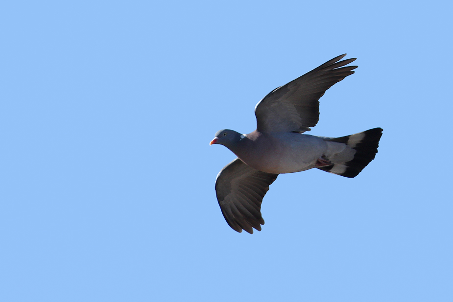 Fugl-Columba palumbus_5171