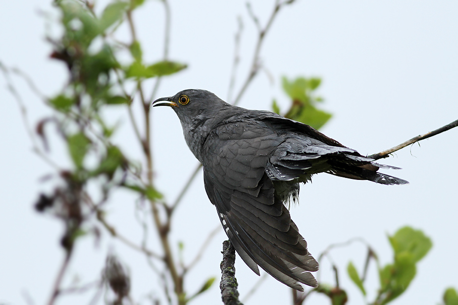 Fugl-Cuculus canorus_5220