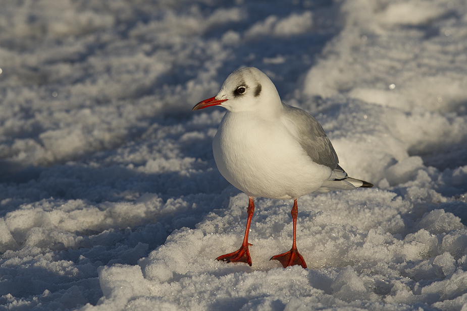 Fugl-Chroicocephalus ridibundus_5659