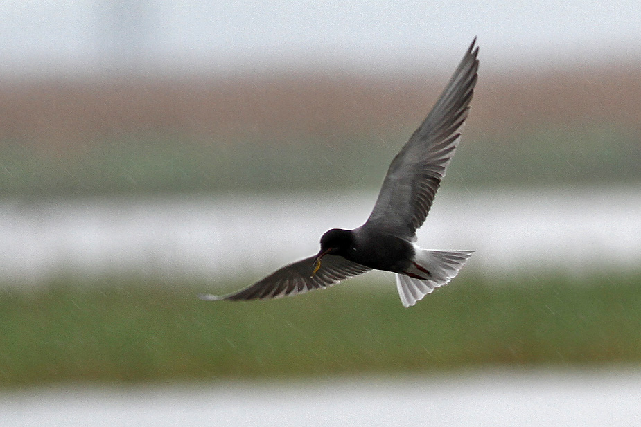 Fugl-Chlidonias niger_5667