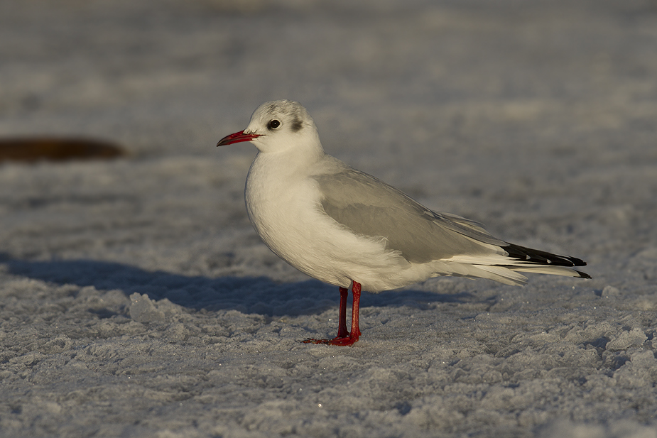 Fugl-Chroicocephalus ridibundus_5670