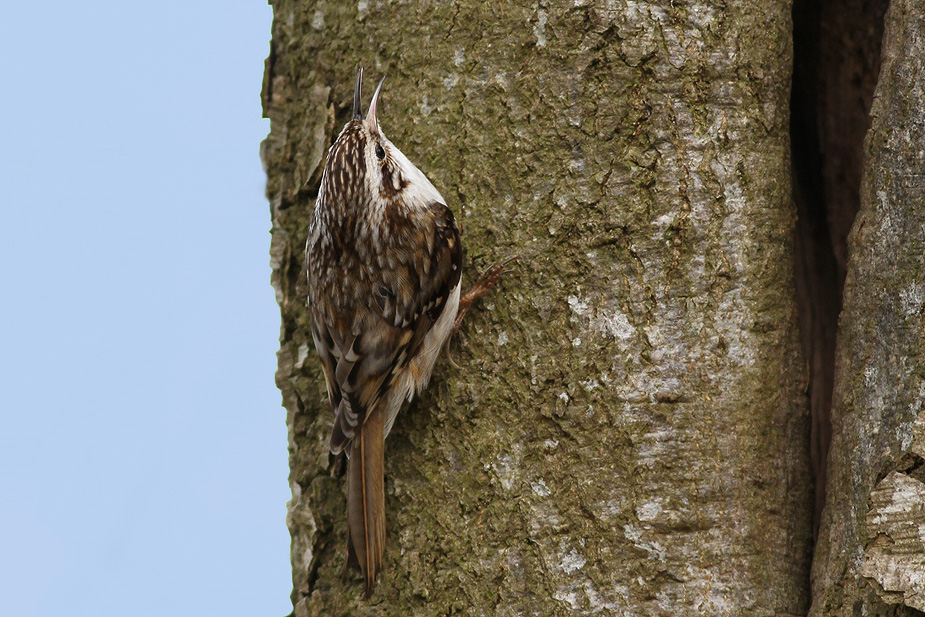 Fugl-Certhia familiaris_5697