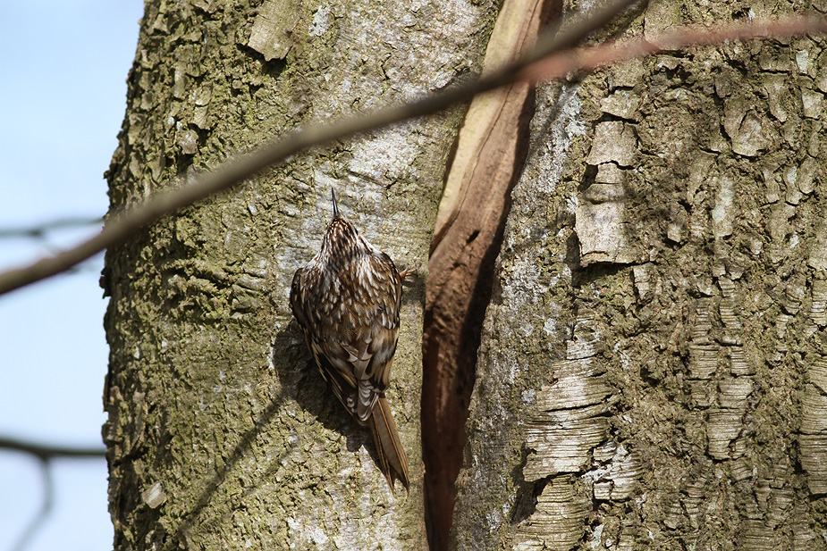 Fugl-Certhia familiaris_5732