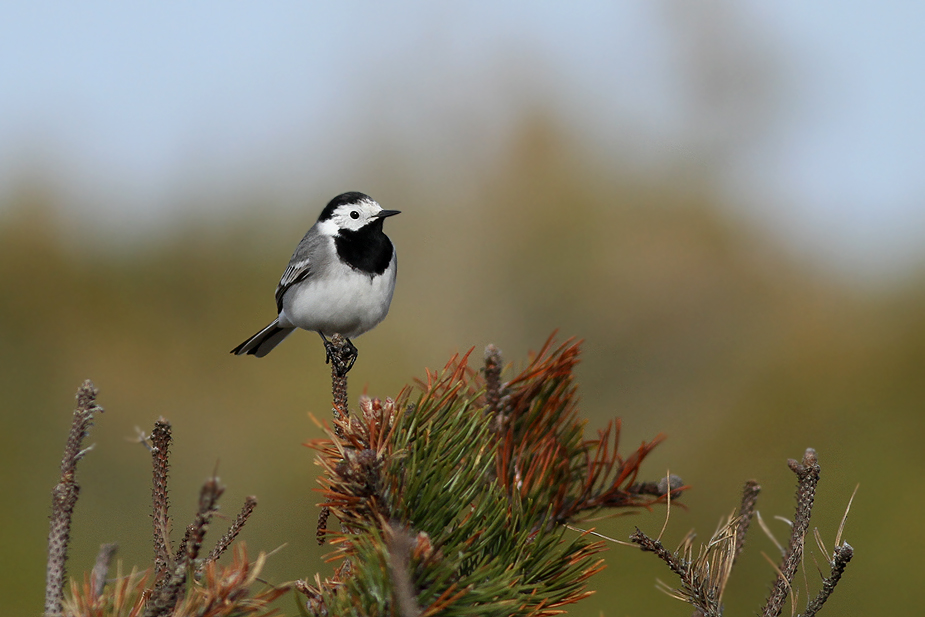 Fugl-Motacilla alba_5767