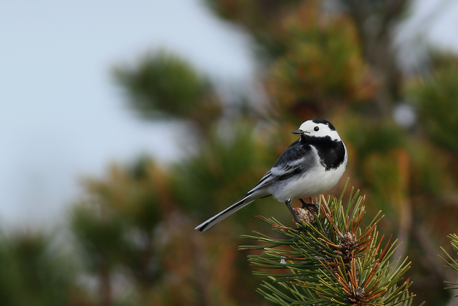 Fugl-Motacilla alba_5772
