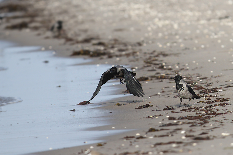 Fugl-Corvus cornix_5828