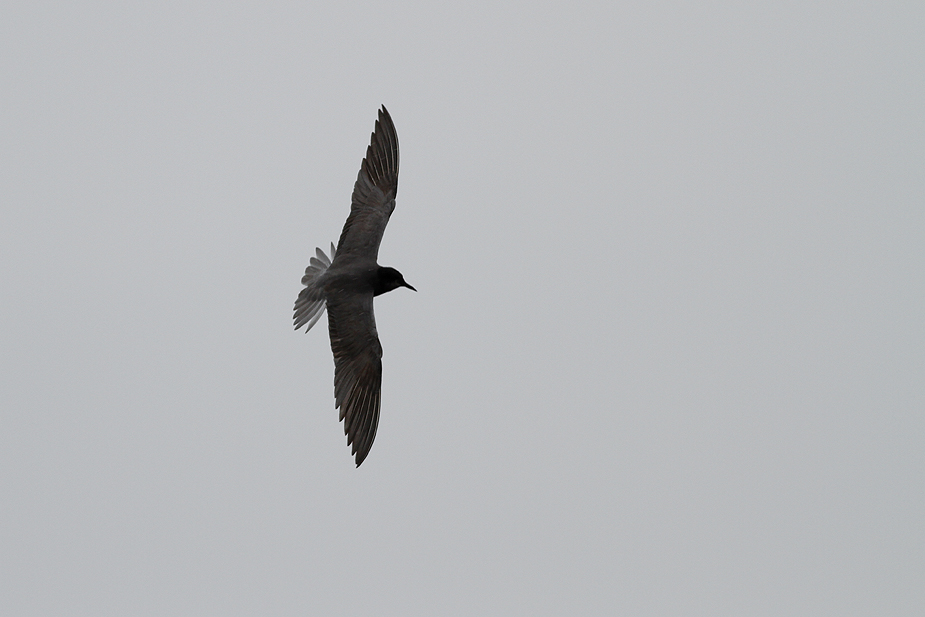 Fugl-Chlidonias niger_5867