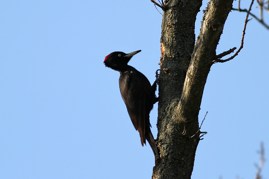 Fugl-Dryocopus martius_5882