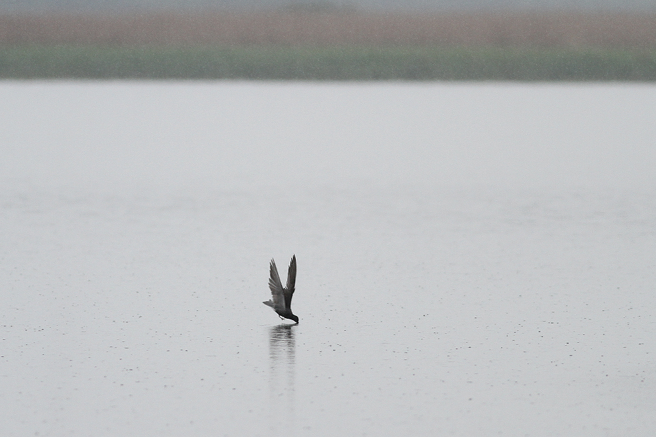 Fugl-Chlidonias niger_5888