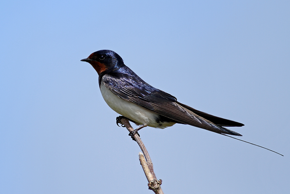 Fugl-Hirundo rustica_6198