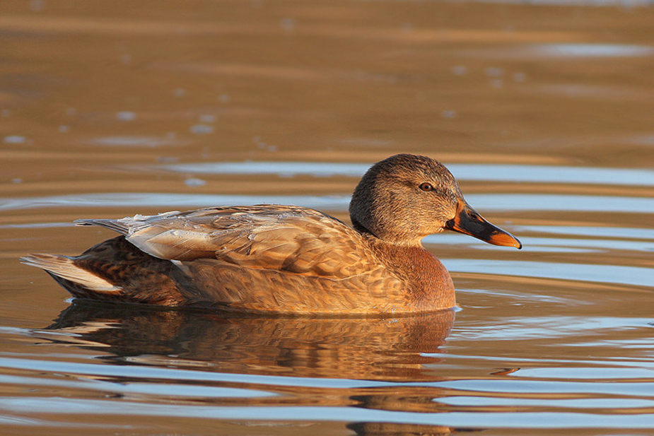 Fugl-Anas platyrhynchos_6453-2