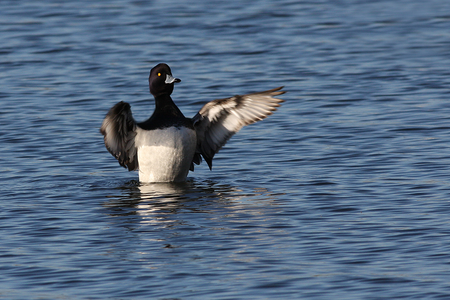 Fugl-Aythya fuligula_6542