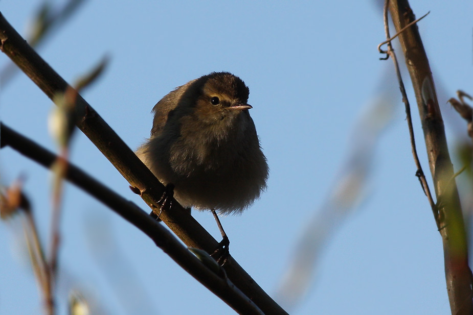 Fugl-Phylloscopus collybita_6602