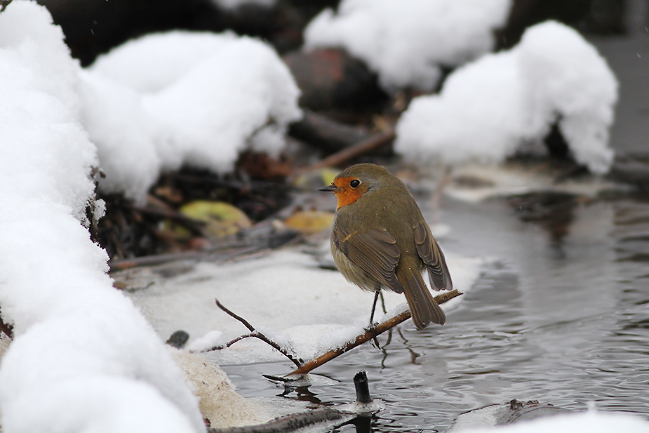 Fugl-Erithacus rubecula_6639