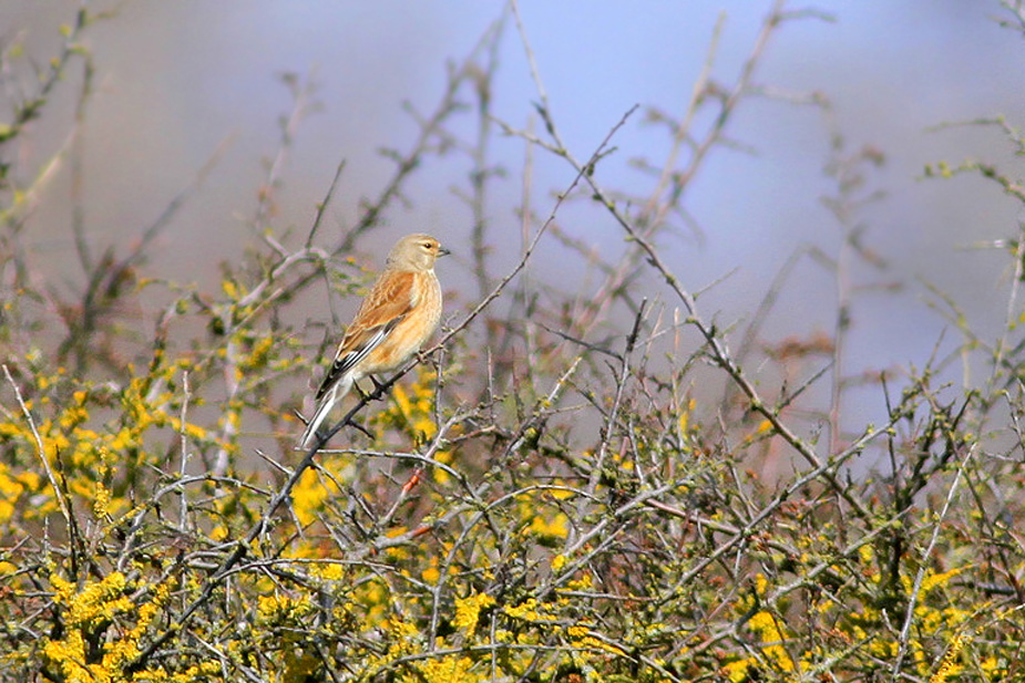 Fugl-Carduelis cannabina_6981-4