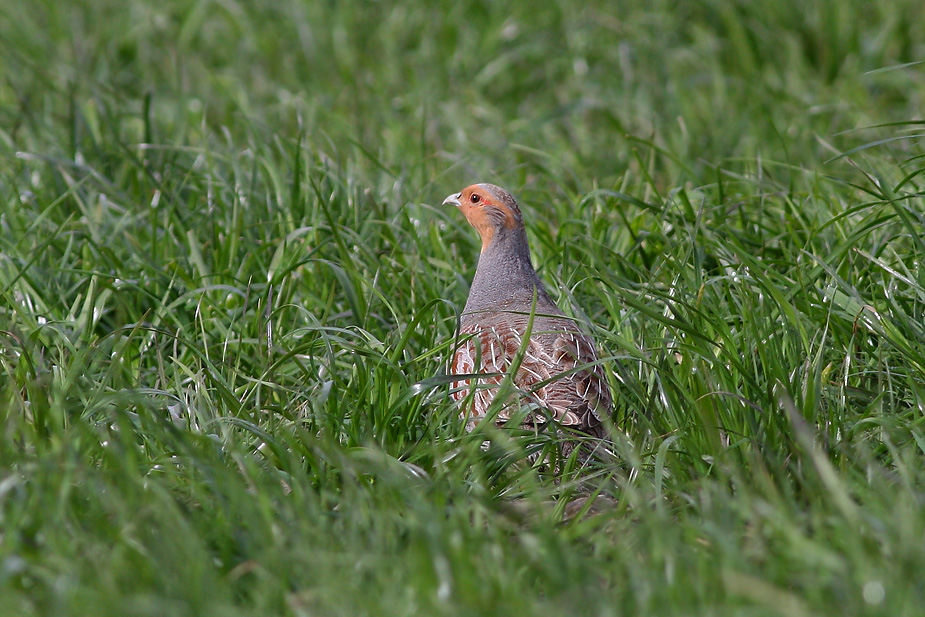 Fugl-Perdix perdix _7238
