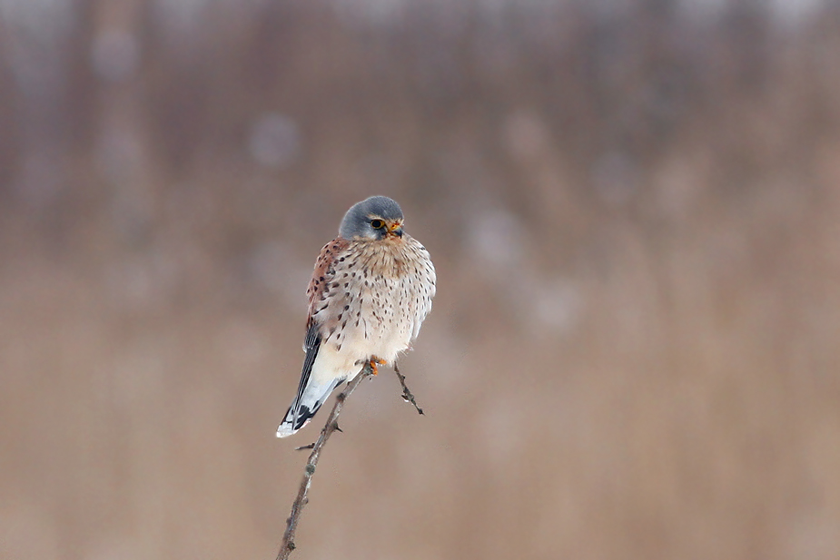 Fugl-Falco tinnunculus_7254