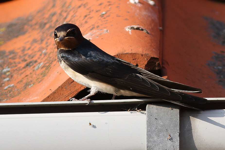 Fugl-Hirundo rustica_7407
