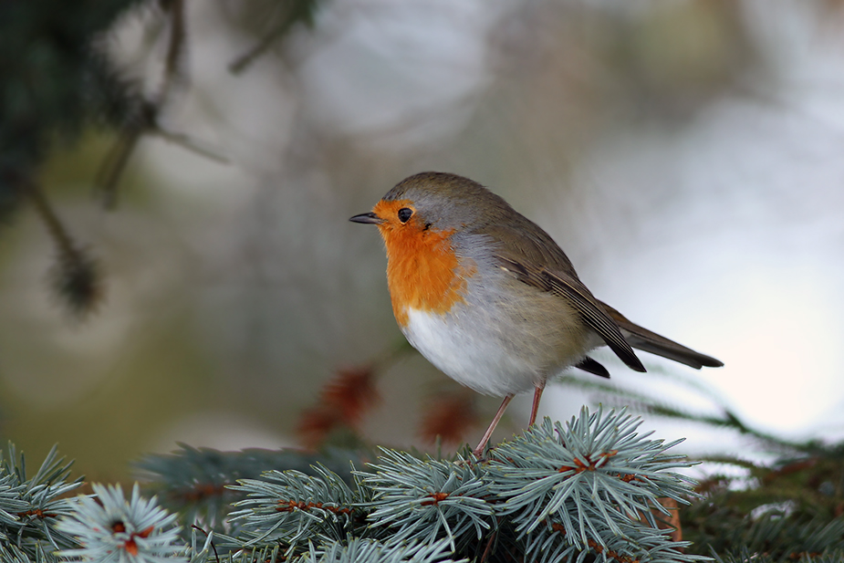 Fugl-Erithacus rubecula_7694