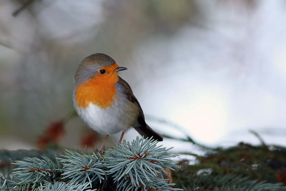 Fugl-Erithacus rubecula_7697