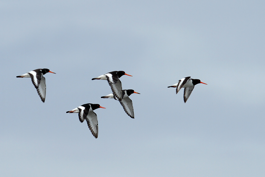 Fugl-Haematopus ostralegus_8117