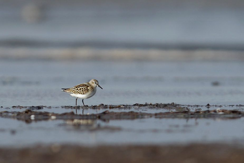 Fugl-Calidris minuta_8155-4