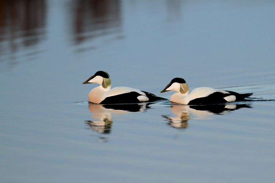 Fugl-Somateria mollissima_8313