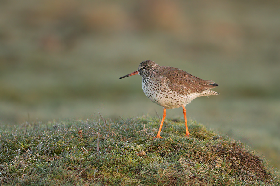 Fugl-Tringa totanus_8384