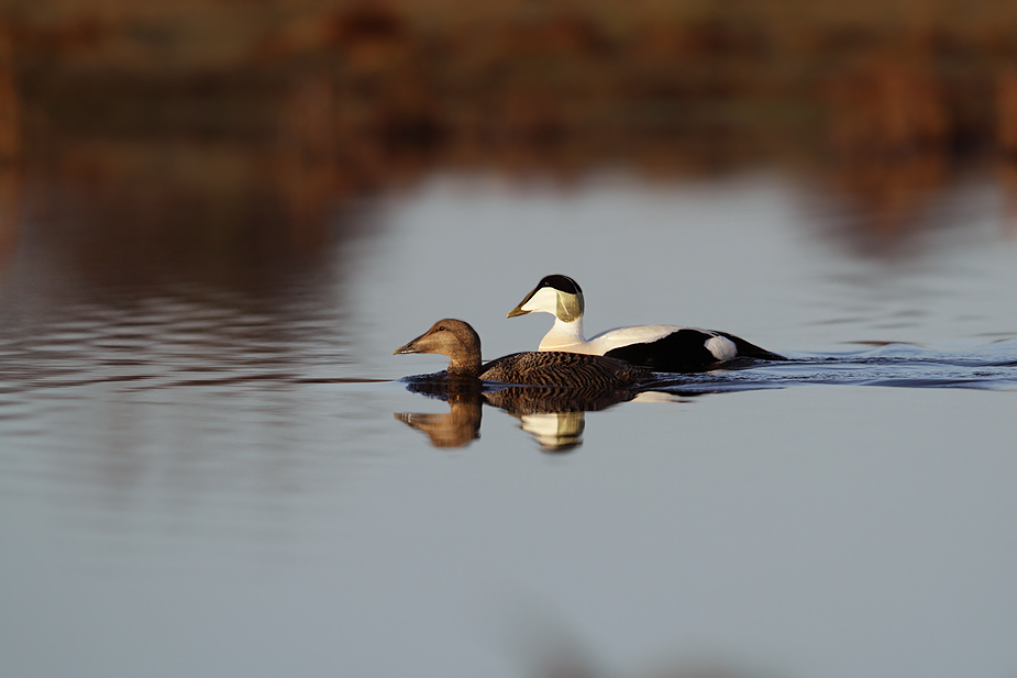 Fugl-Somateria mollissima_8640