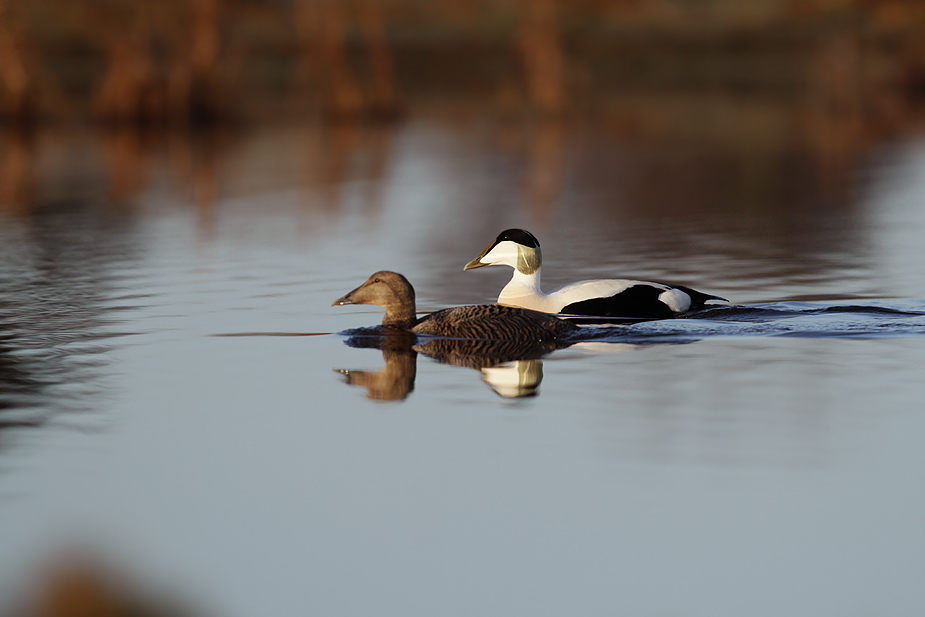 Fugl-Somateria mollissima_8642