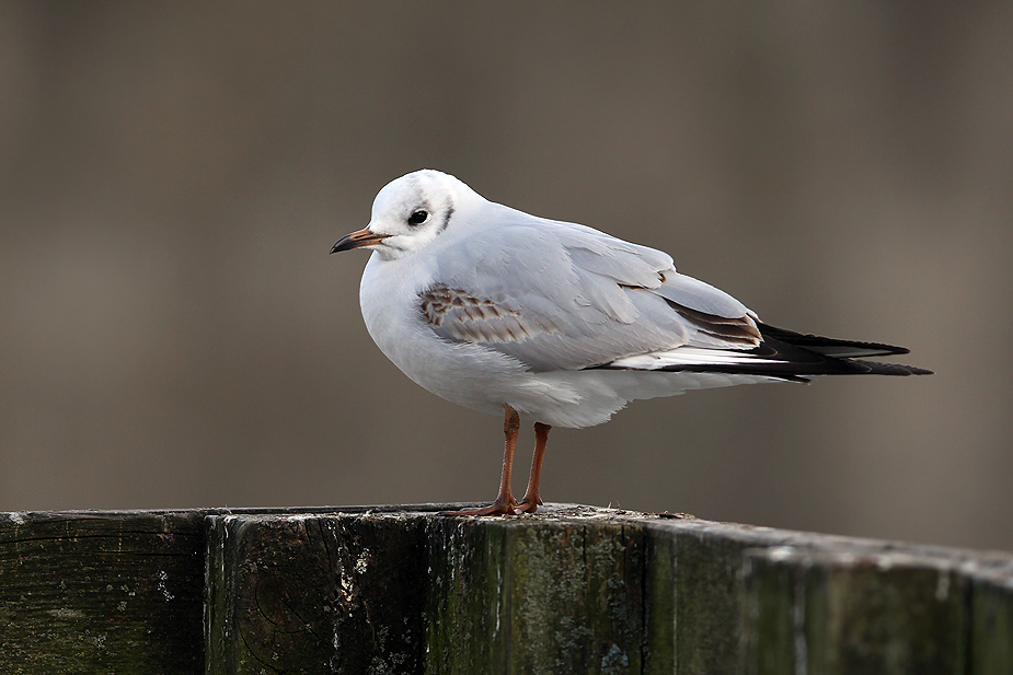 Fugl-Chroicocephalus ridibundus_8844