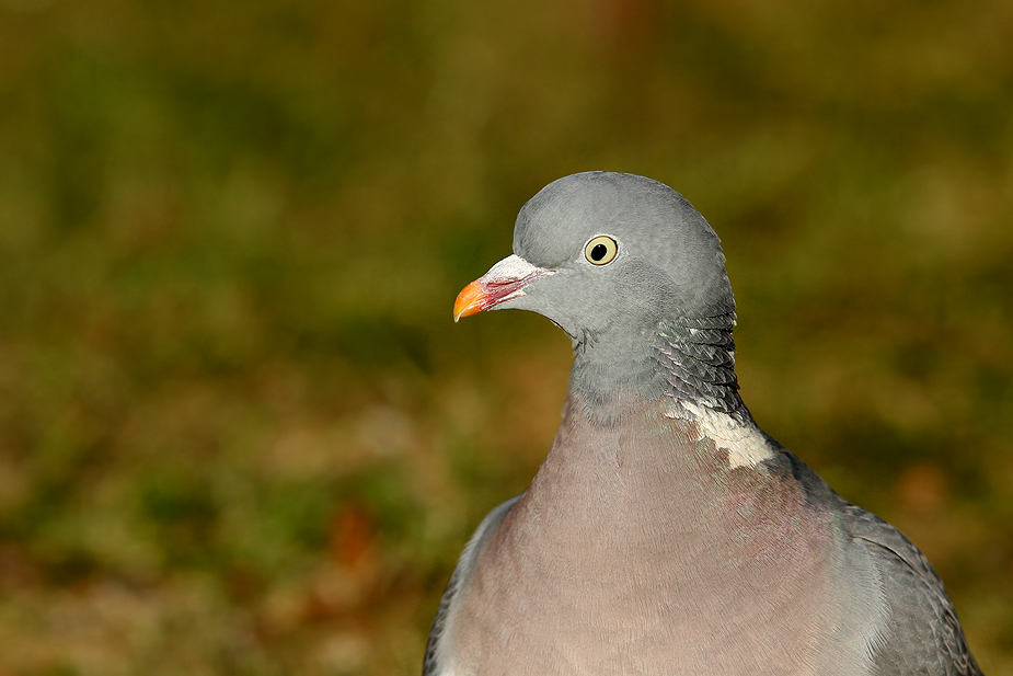 Fugl-Columba palumbus_8889