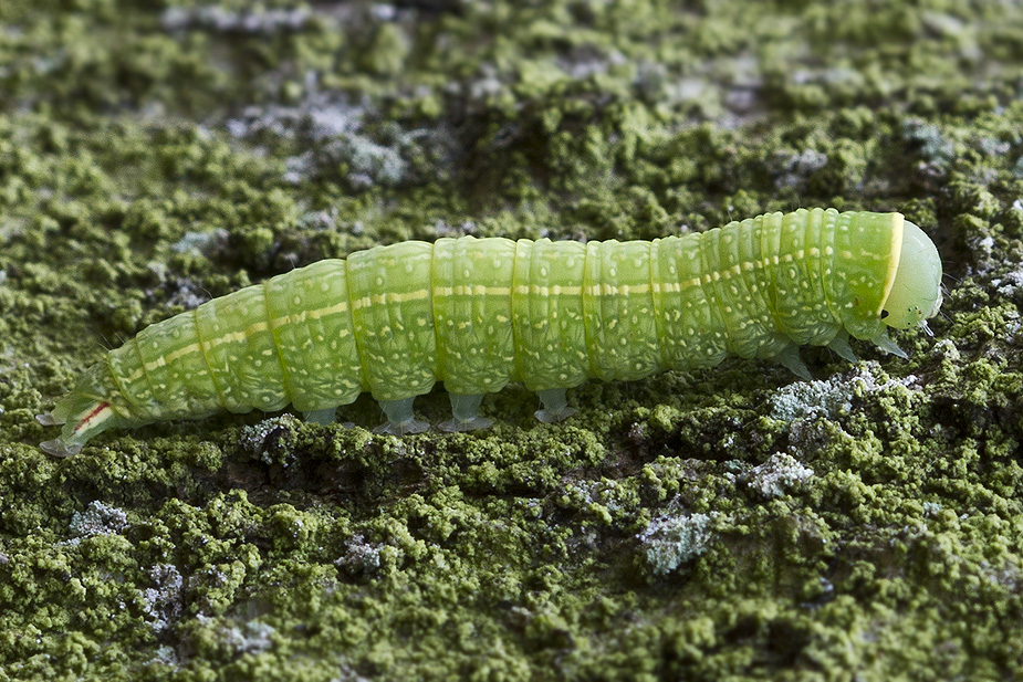 Pseudoips prasinana_9428